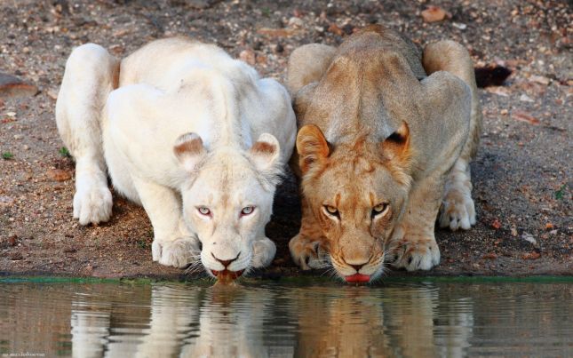 http://lyonnaise69.l.y.pic.centerblog.net/2560x1600_px_Albino_animals_lion_nature-729374.jpg