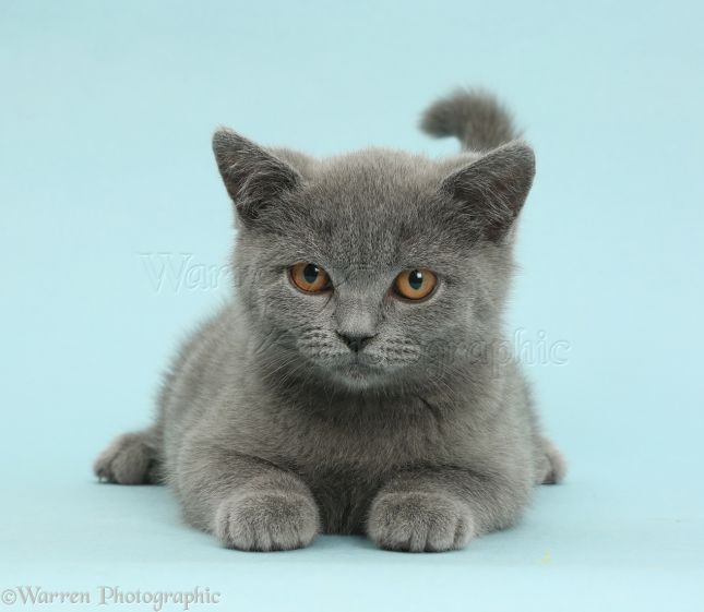 http://lyonnaise69.l.y.pic.centerblog.net/41962-Blue-British-Shorthair-kitten-on-blue-background.jpg