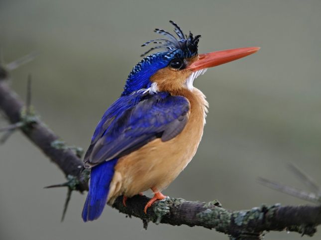 http://lyonnaise69.l.y.pic.centerblog.net/Amazing-Kingfisher-Birds-Pics.jpg