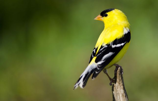 http://lyonnaise69.l.y.pic.centerblog.net/American-Goldfinch.jpg