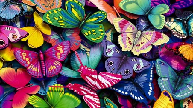 http://lyonnaise69.l.y.pic.centerblog.net/Colorful-Butterfly-Wallpaper-3.jpg
