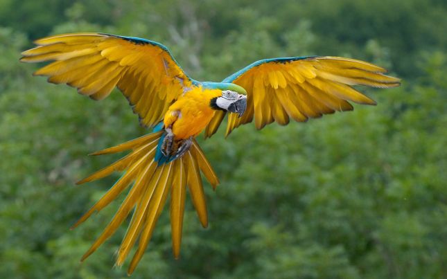 http://lyonnaise69.l.y.pic.centerblog.net/Flying-Parrot-Bird-wallpaper.jpg