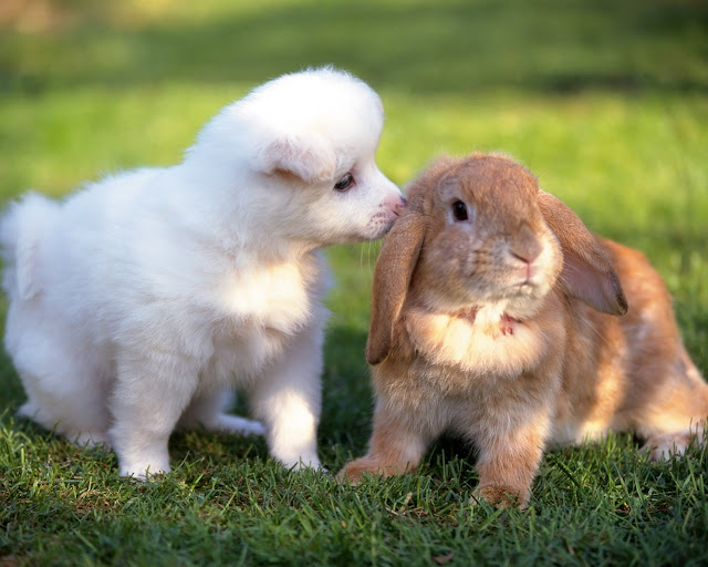 Funny-Cute-Kissing-Puppies-1.jpg