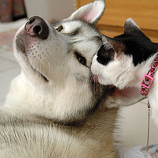 http://lyonnaise69.l.y.pic.centerblog.net/Pets-Kissing-Pictures-1.jpg