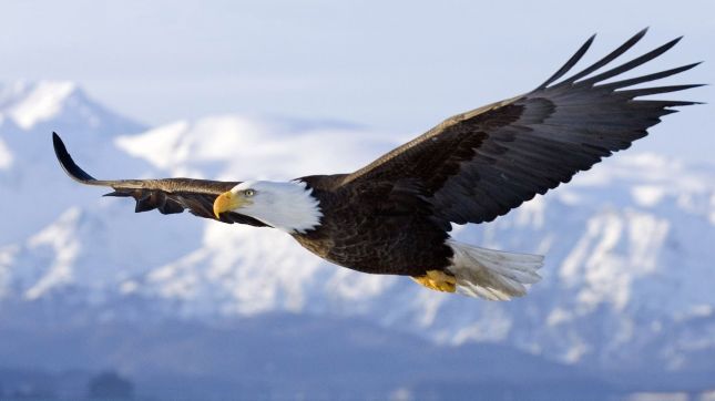 http://lyonnaise69.l.y.pic.centerblog.net/animals-flying-wildlife-bird-of-prey-eagle-bald-eagle-beak-Falcon-Flight-bird-wing-fauna-vertebrate-accipitriformes-12870.jpg