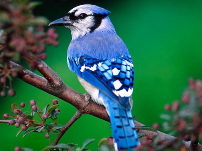 http://lyonnaise69.l.y.pic.centerblog.net/bleu-plume-explication-teinte-couleur-pigment-santC3A9-psittaciforme-psittacidC3A9-perroquet-oiseau-animal-animaux-compagnie-animogen-2.jpg