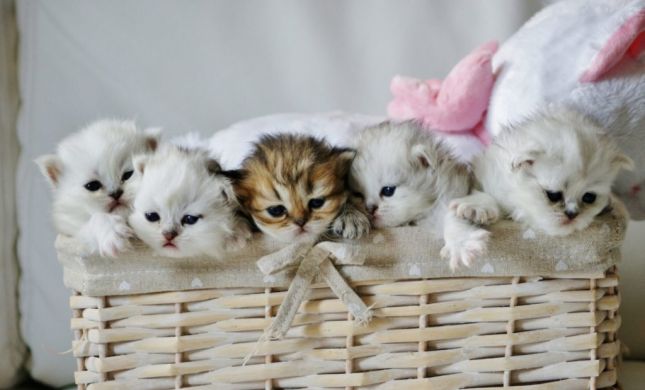 http://lyonnaise69.l.y.pic.centerblog.net/cropped-kittens_basket_cute_toy_103760_1920x1080-1024x620.jpg