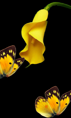 http://lyonnaise69.l.y.pic.centerblog.net/dbf85a63f95cd06c77ea6e137a174b34.gif