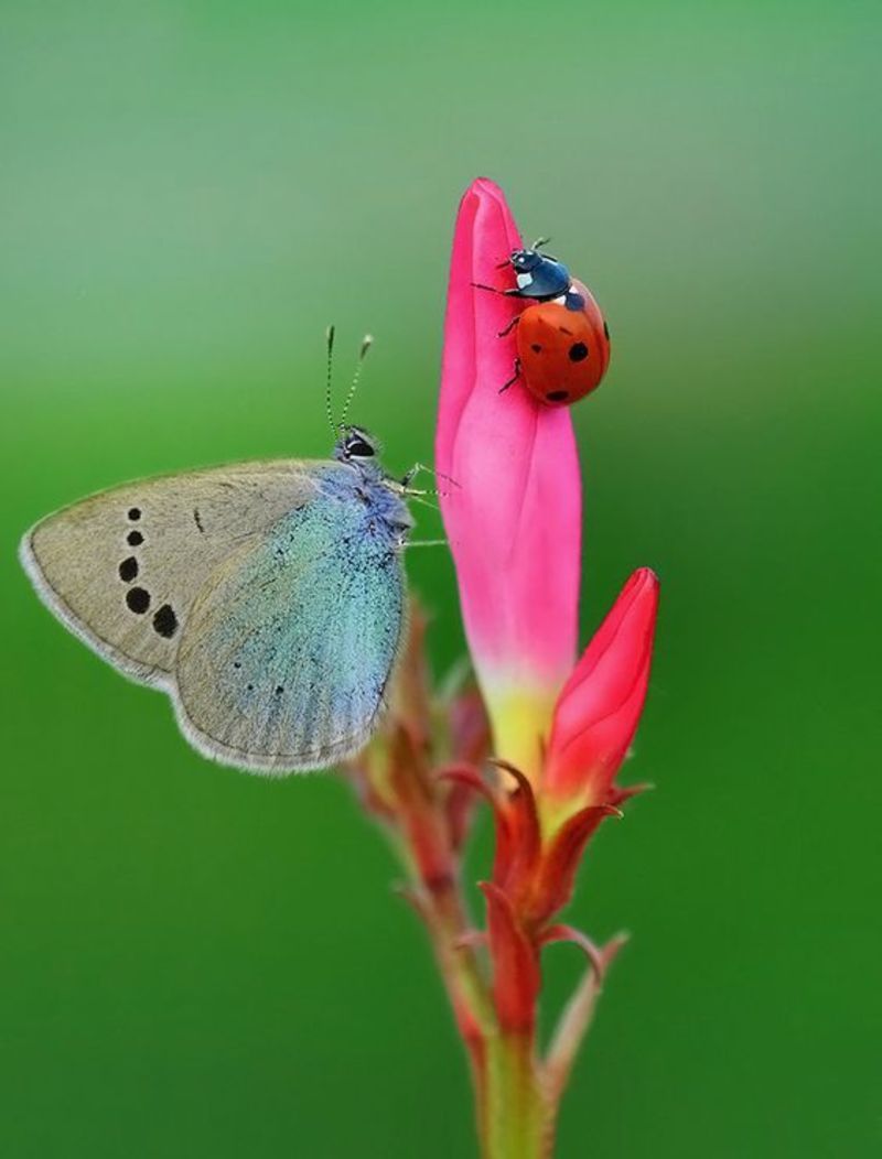 le papillon et la coccinelle