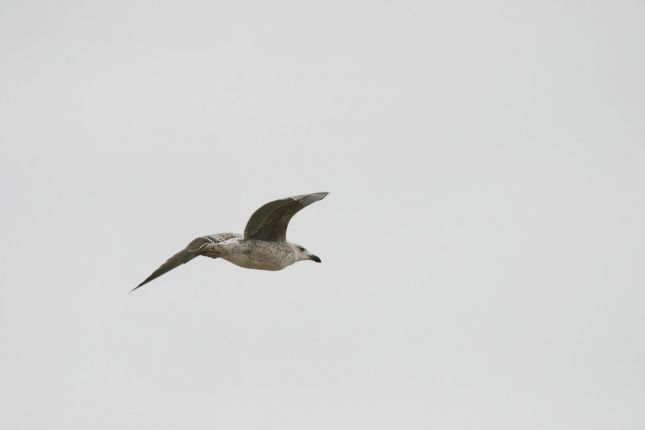 http://lyonnaise69.l.y.pic.centerblog.net/oiseaux-en-vol67.jpg
