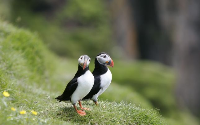 http://lyonnaise69.l.y.pic.centerblog.net/puffins-beautiful-birds-wallpaper-30698150.jpg