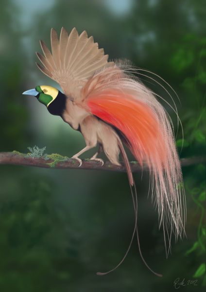 http://lyonnaise69.l.y.pic.centerblog.net/raggiana_bird_of_paradise__photoshop_painting__by_rick_lilley-d5f4zgh.jpg