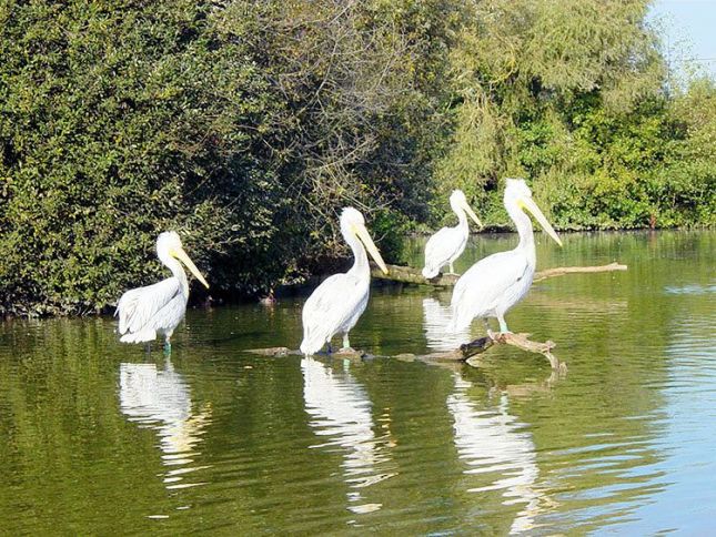http://lyonnaise69.l.y.pic.centerblog.net/villars-les-dombes-parc-des-oiseaux.jpg