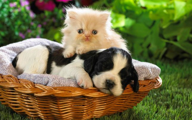 http://lyonnaise69.l.y.pic.centerblog.net/www.GetBg.net_Animals___Cats_Cat_and_dog_in_the_basket_044365_.jpg